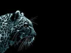 черный, животное, леопард