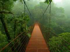 мост, джунглях, подвеска