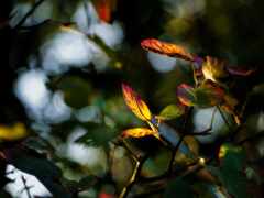 существует крупный план листового дерева с ярким светом