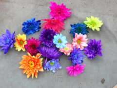 chrysanthemum, multicolor, фон