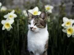 кот, цветы, домашнее животное