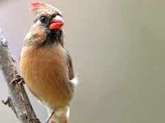 есть маленькая птица, которая сидит на ветке