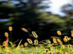 высокая трава в поле с голубым небом на заднем плане