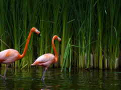 два фламинго стоят в воде возле высокой травы