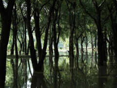 деревья отражаются в воде затопленного района