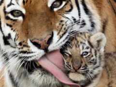 тигр, тигрица, любви