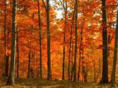 лес, осень, эссе