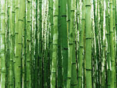 бамбук, япония, разные