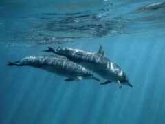 дельфин, animal, фокс