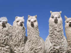 llamas, best, alpacas