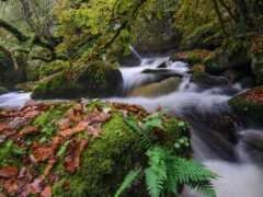 woman view of a stream running through a forest with moss and leaves