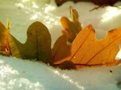 лист, снег, дуб