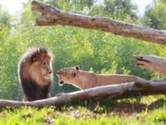 два льва стоят рядом друг с другом в траве