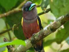 красочная птица сидит на ветке на дереве