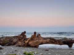 на пляже есть большой кусок дрейфа