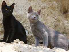 две кошки сидят рядом друг с другом на скале