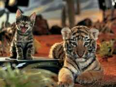 два маленьких тигрята сидят на машине в грязи