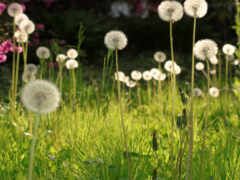 женское поле одуванчиков с розовыми цветами на заднем плане