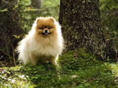 арафская собака, стоящая на мховом холме в лесу