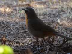 маленькая птичка стоит на земле в лесу
