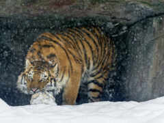тигр гуляет по заснеженной пещере