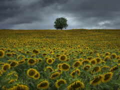 есть поле подсолнухов с одиноким деревом на заднем плане