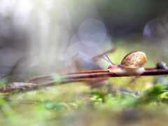 snail, природа, улитка