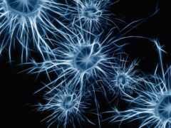 нейрон, клеточка, извилины