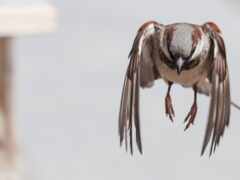 есть птица, которая летает в воздухе