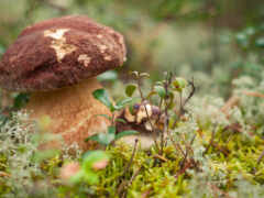 грибы, mushroom, лесу
