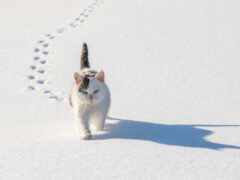 кот, снег, днепр