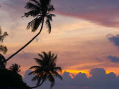 maldives, palm, закат