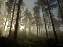 женский вид на лес с солнцем, сияющим сквозь деревья