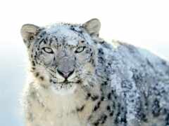 las, leopardo, nieves No 122457 Разрешение 1920x1200