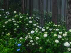 гортензия, цветы, забор