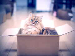 кот, коробке, котенок