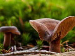 name, image, 森林中的蘑菇桌面高清壁纸