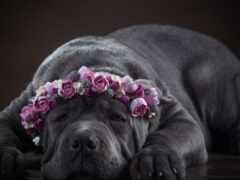 собака, цветы, трость