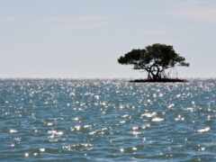 дерево, берег, вода