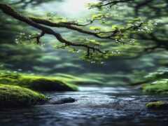 закрытие ветви дерева над ручьем в лесу