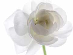 есть белый цветок, который находится в вазе