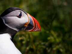 puffin, pixabay, птица