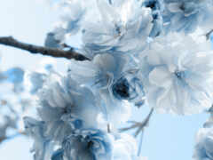 цветки, голубой цветок No 8025 Разрешение 1920x1080