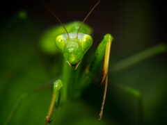 mantis, praying, website