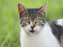 кошка, которая смотрит в камеру