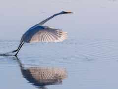 араф, летящий над водой с раздвинутыми крыльями