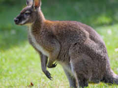 kangaroo, animal, profile