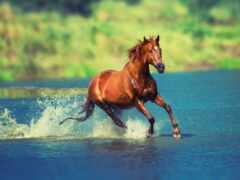 cavalo, água, cavalos
