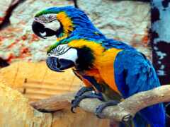 синий, попугай ара, желтый