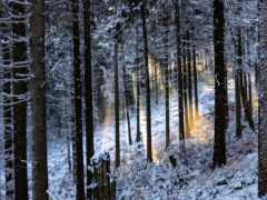 лес, winter